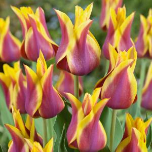 Тюльпан Соннет (Sonnet), 10 шт (разбор 12/14) - картинка 1