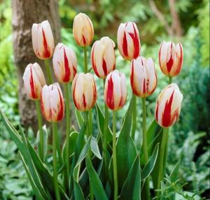 Тюльпан Карнавал де Рио (Carnaval de Rio), 10 шт (разбор 12/14) - картинка 3