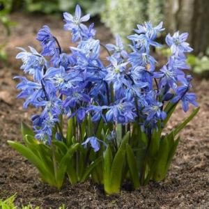 Сцилла Сибирская (Scilla siberica), 20 шт (разбор 7/8) - картинка 1