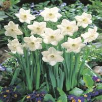 Нарцисс Стейнлесс (Stainless), 5 шт (разбор 12/14)