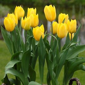 Тюльпан Стронг Голд (Strong Gold), 25 шт - картинка 1
