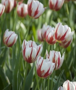 Тюльпан Карнавал де Рио (Carnaval de Rio), 10 шт (разбор 12/14) - картинка 2