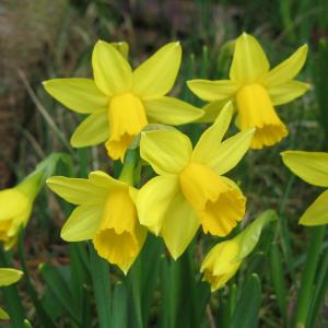 Нарцисс Тет-а-Тет (Tete a Tete), 10 шт (разбор 11/12) - картинка 2