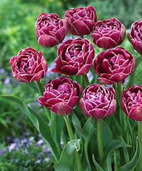 Тюльпан Дрим Тач (Dream Touch), 5 шт (разбор 12/14) - картинка 1