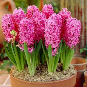 Гиацинт Пинк Перл (Pink Pearl), 3 шт (горшечный, разбор 18/19!) - картинка 2