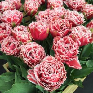 Тюльпан Брест (Brest), 10 шт (разбор 12/14) - картинка 1