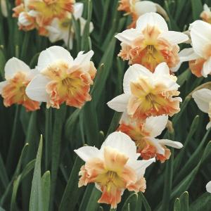 Нарцисс Малли (Mallee), 5 шт (разбор 12/14) - картинка 3