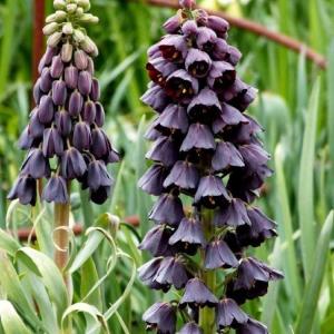 Рябчик персидский (Fritillaria persica), 1 шт (разбор 20/22) - картинка 1