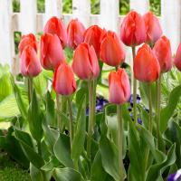 Тюльпан Оранж Ван Эйк (Orange van Eijk), 10 шт (разбор 12/14)