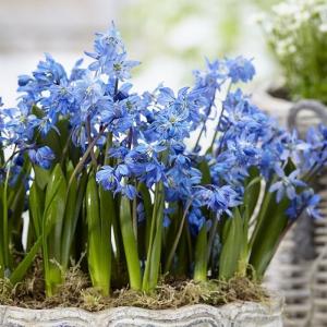 Сцилла Сибирская (Scilla siberica), 10 шт (разбор 7/8) - картинка 2