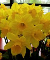 Нарцисс Калифорния (California), 3 шт (разбор 12/14)