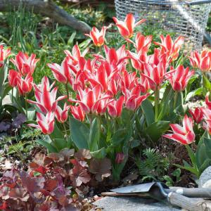 Тюльпан Царь Петр (Czaar Peter), 10 шт (разбор 11/12) - картинка 1