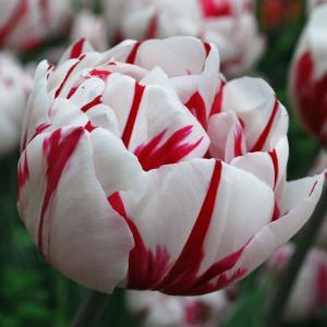 Тюльпан Карнавал де Найс (Carnaval de Nice), 10 шт (разбор 12/14) - картинка 3