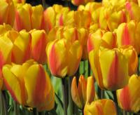 Тюльпан Оксфорд Вондер (Oxford Wonder), 15 шт (разбор 14/16!)