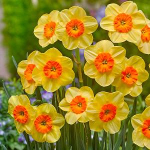 Нарцисс Кедрон (Kedron), 10 шт (разбор 10/12) - картинка 1