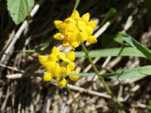 Лядвенец рогатый Солнышко, 0.5 кг - картинка 1