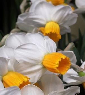 Нарцисс Оранж Комет (Orange Comet), 5 шт (разбор 12/14) - картинка 3