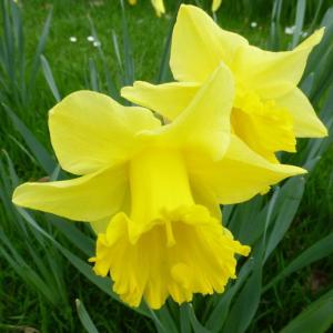 Нарцисс Карлтон (Carlton), 25 шт - картинка 2