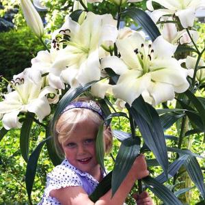 Лилия ОТ-гибрид Притти Вумен (Pretty Woman), 3 шт (разбор 16/18!) - картинка 1