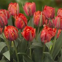 Тюльпан Куинсдей (Queensday), 10 шт (разбор 12/14)