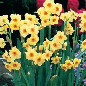 Нарцисс Скарлет Джем (Scarlet Gem), 5 шт (разбор 12/14) - картинка 1