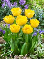 Тюльпан Лемон Шут (Lemon Shoot), 10 шт (разбор 12/14)