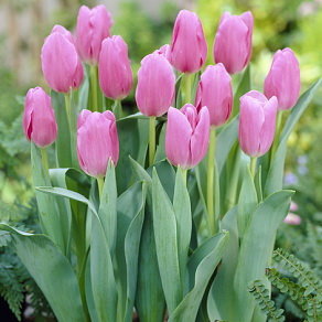 Тюльпан Мистресс (Mistress), 5 шт (разбор 11/12) - картинка 1