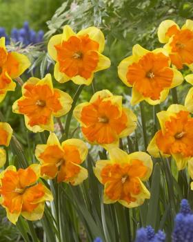 Нарцисс Конгресс (Congress), 5 шт (разбор 12/14) - картинка 3