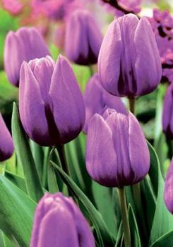 Тюльпан Вайлет Бьюти (Violet Beauty), 10 шт (разбор 12/14) - картинка 3