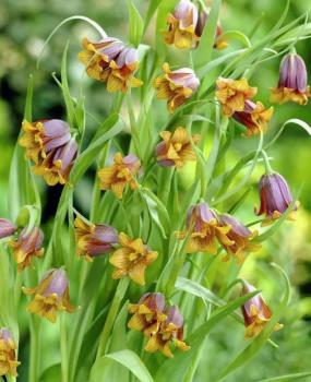 Рябчик Ува вульпис (Fritillaria uva-vulpis), 15 шт (разбор 8/9) - картинка 3