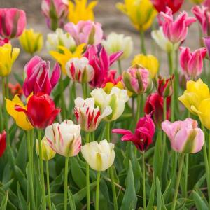 Тюльпан зеленоцветный смесь (Tulipa Viridiflora Mixed), 10 шт (разбор 12/14) - картинка 1