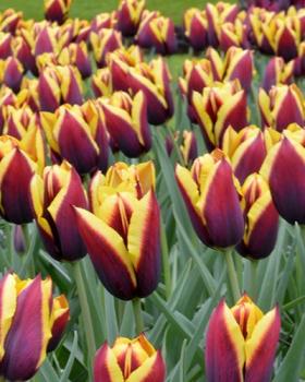 Тюльпан Гавота (Gavota), 10 шт (разбор 12/14) - картинка 5