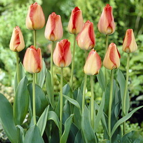 Тюльпан Американ Дрим (American Dream), 10 шт (разбор 12/14) - картинка 2