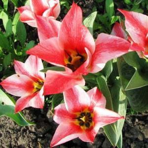 Тюльпан Царь Петр (Czaar Peter), 10 шт (разбор 11/12) - картинка 2