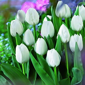 Тюльпан Роял Вирджин (Royal Virgin), 5 шт (разбор 11/12) - картинка 1