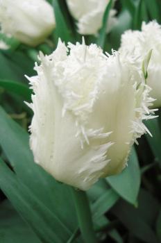 Тюльпан Сван Уинг (Swan Wings), 10 шт (разбор 11/12 - картинка 4