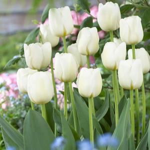 Тюльпан Антарктика (Antarctica), 10 шт (разбор 11/12) - картинка 1