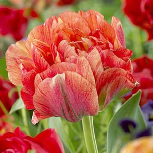 Тюльпан Гудошник Дабл (Gudoshnik Double), 10 шт (разбор 12/14) - картинка 3