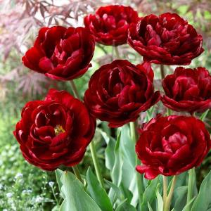 Тюльпан Анкл Том (Uncle Tom), 10 шт (разбор 12/14) - картинка 1