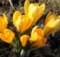 Крокус Геел (Geel=Yellow Mammouth), 10 шт (разбор 9/10)