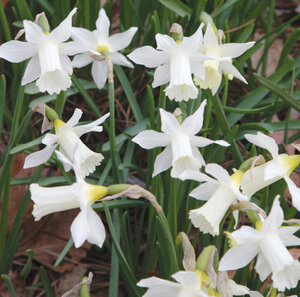 Нарцисс Элка (mini trumpet Elka), 15 шт (разбор 8/10) - картинка 1