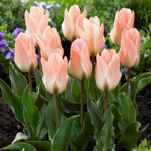 Тюльпан Литтл Гел (Little Girl), 10 шт (разбор 11/12) - картинка 1