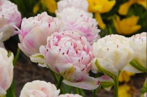 Тюльпан Денслайн (Danceline), 5 шт (разбор 12/14) - картинка 4