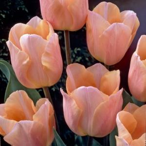 Тюльпан Эприкот Бьюти (Apricot Beauty), 10 шт (разбор 11/12) - картинка 4