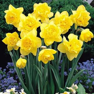 Нарцисс Дик Вилден (Dick Wilden), 5 шт (разбор 12/14) - картинка 1