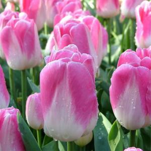 Тюльпан Иннуэндо (Innuendo), 10 шт (разбор 12/14) - картинка 2