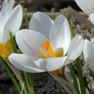 Крокус Ард Шенк (Ard Schenk), 25 шт (разбор 5/7) - картинка 3