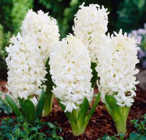 Гиацинт Карнеги (Carnegie), 5 шт - картинка 1