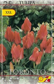 Тюльпан Торонто (Toronto), 25 шт (разбор 11/12) - картинка 4