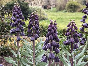 Рябчик персидский (Fritillaria persica), 1 шт (разбор 20/22) - картинка 2